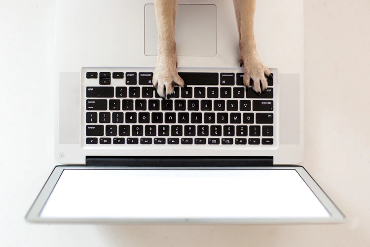business-dog-paws-on-keyboard